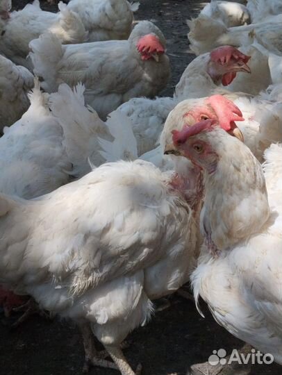 Куры несушки