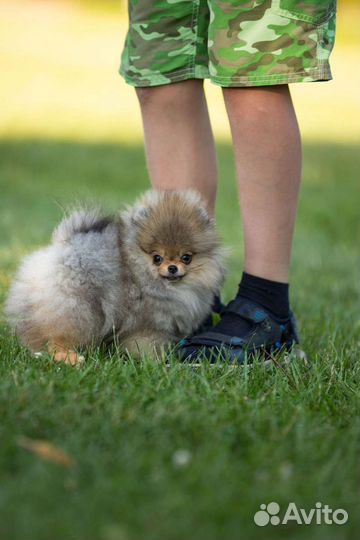 Померанский шпиц мини