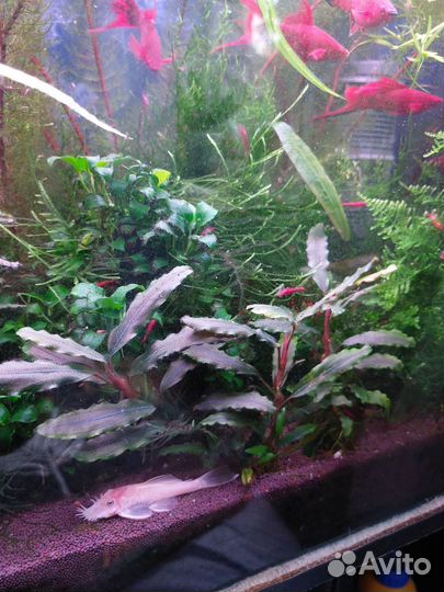 Буцефоландра