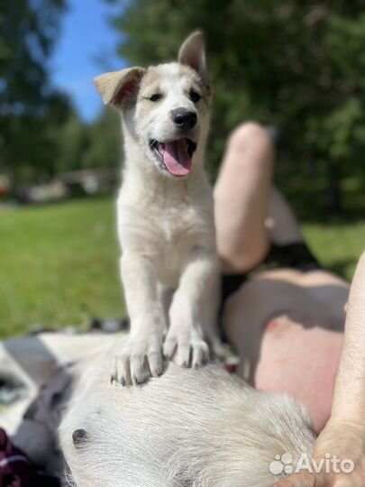 Собака в добрые руки щенки лайки, сучки