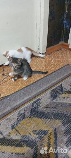 Кошки бесплатно