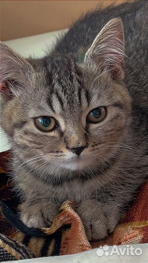 Кошка в дар