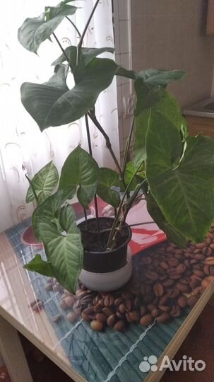 Комнатные цветы