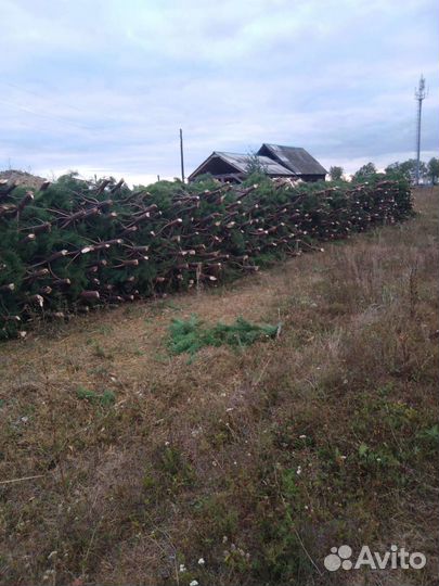 Сосна новогодняя ёлка