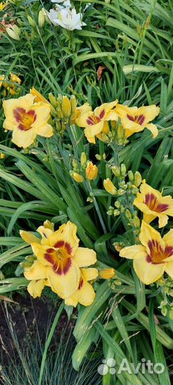 Лилейник сортовой