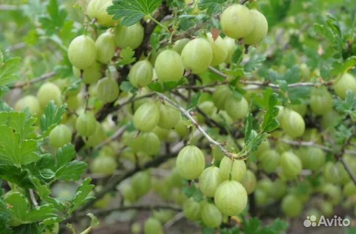 Саженцы крыжовника Нежный