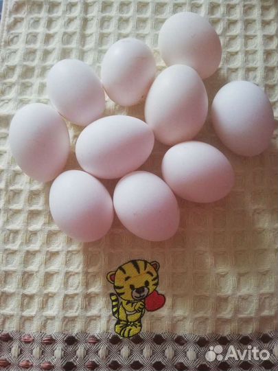 Инкубационное яйцо, порода Леггорн