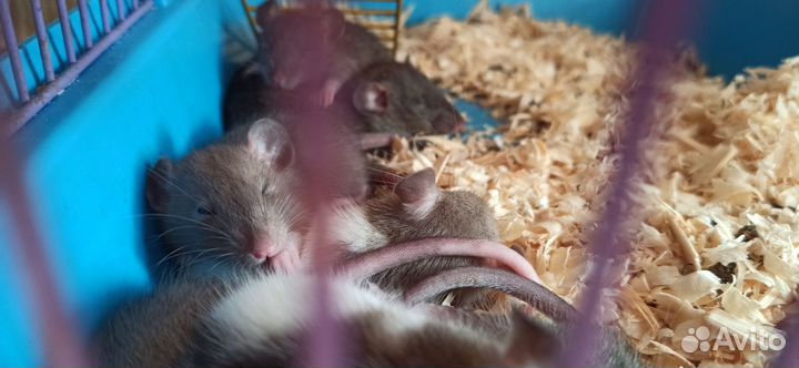 Крысята дамбо