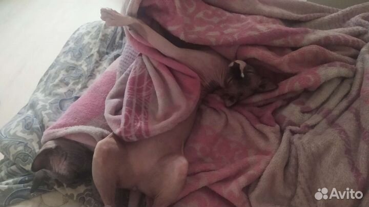 Сфинксы кот и кошка