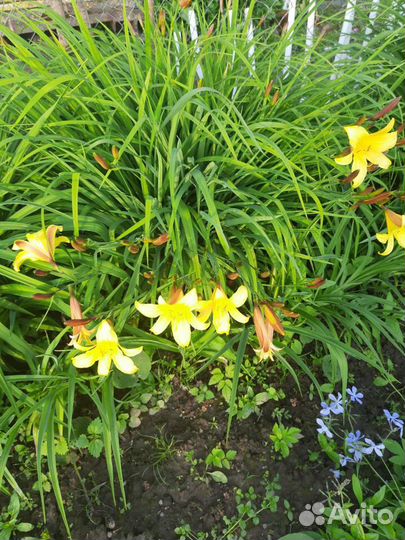 Лилейники, флокс растопыренный