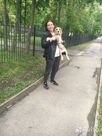 Выгул собак передержка