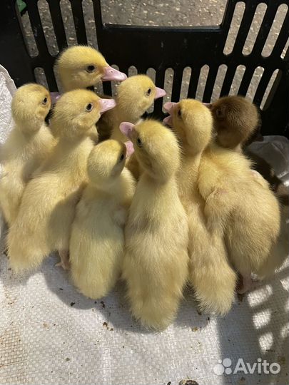 Реализация птицы