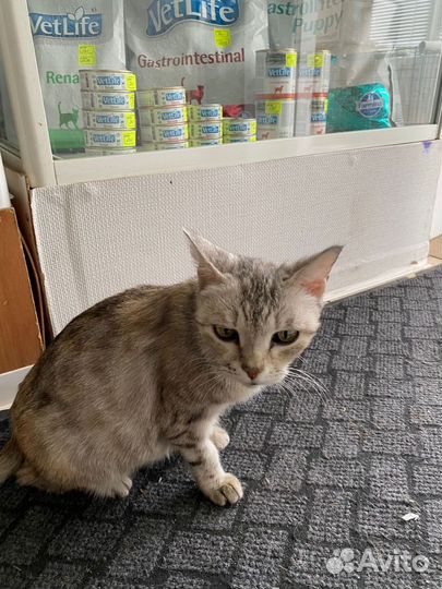 Кошка