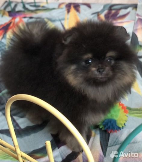 Померанский шпиц