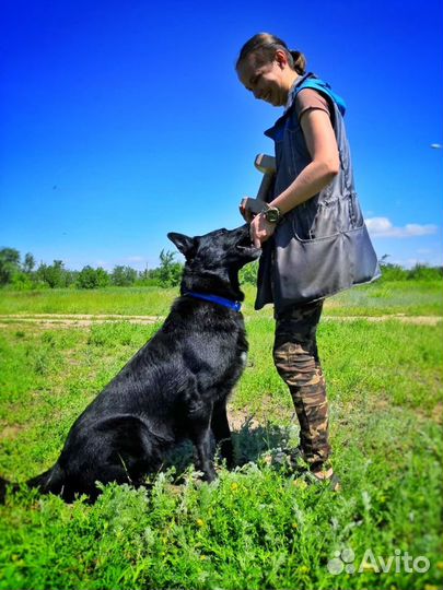 Дрессировка собак любых пород