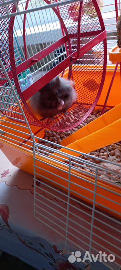 Сирийские мальчики и девочки 2,5мес и 8 мес