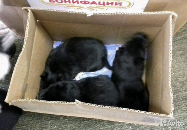 Малыши в дар