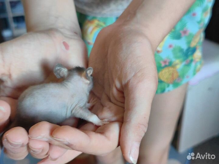 Крыса сфинкс