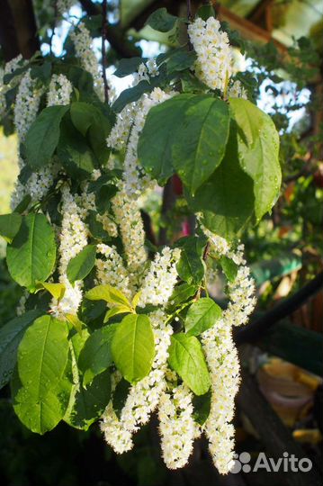 Черемуха виргинская, Айва яп., Лимонник Китайск