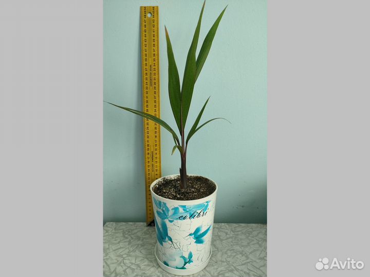 Бутылочная пальма Hyophorbe lagenicaulis