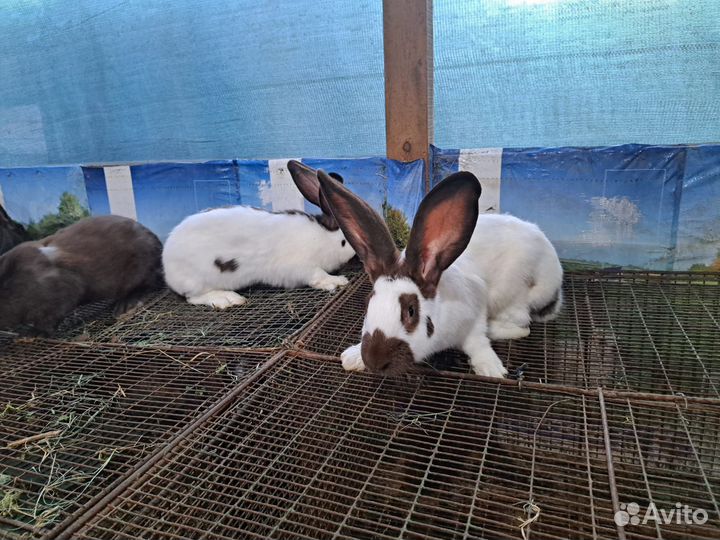 Продам молодых самцов нпв