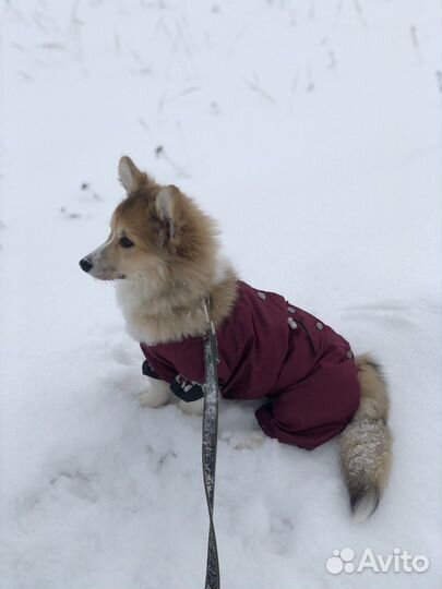 Дождевики для корги-девочки (щенок)