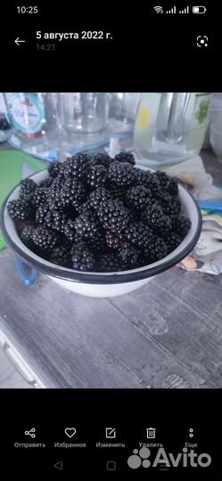 Саженцы ежевики