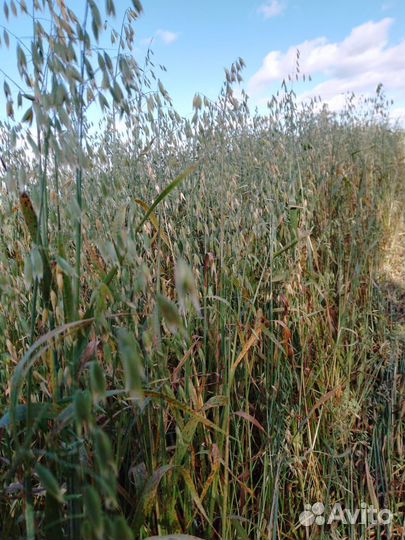 Сено (не обмолоченный овёс) в рулонах