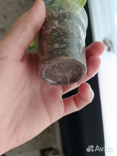 Хойя карноза триколор