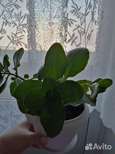 Каланхоэ цветущий