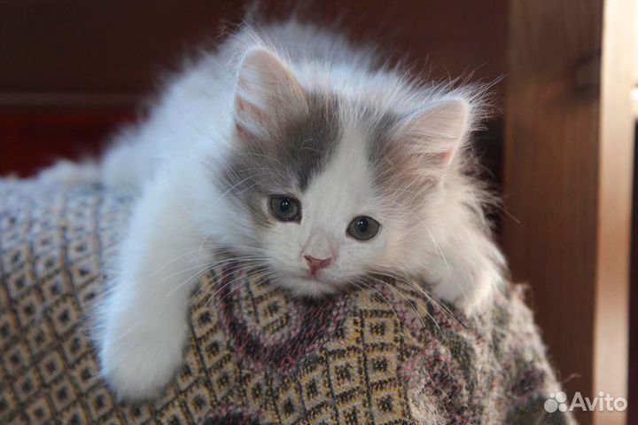 Пушистый котенок девочка Баунти
