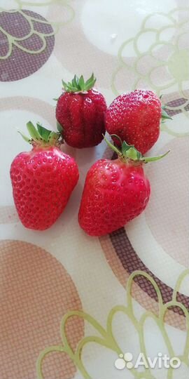 Клубника, и земклубника