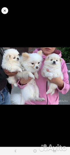 Маленькая собака