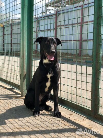 Элли собака в дар, щенок