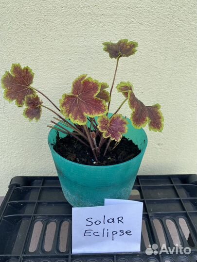 Гейхера Солар эклипс Solar eclipse