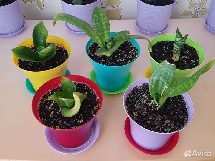 Сансивиерия ханни