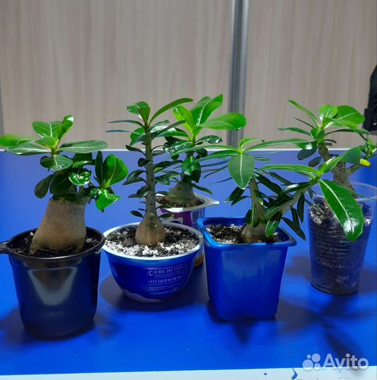 Комнатные цветы