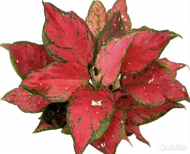 Аглаонемы Анимани, Суксом, Найт Спаркл, Тай Ред