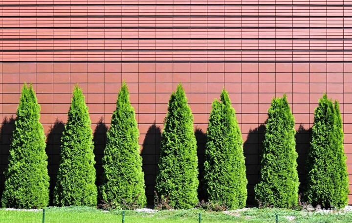 Туи вип класса