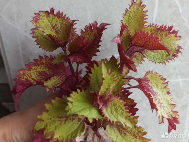 Домашние цветы