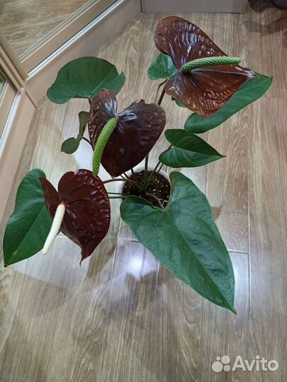 Антуриум семпре