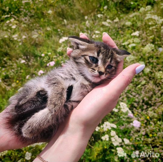 Котята 11.06.24 Др, в добрые руки