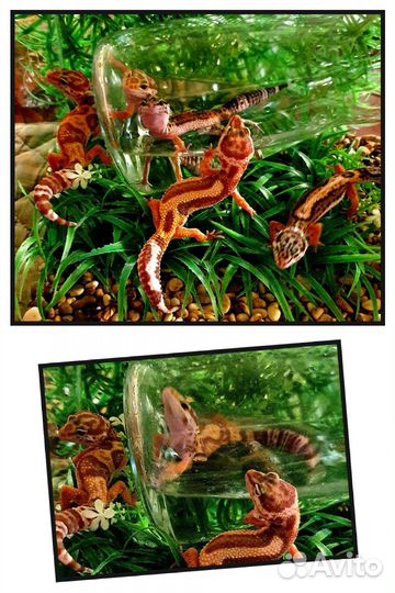 Геккон эублефар