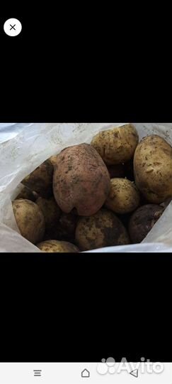 Огурец салатный,картошка