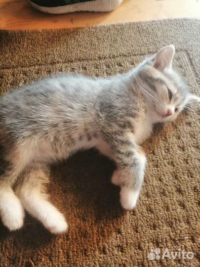 Котята в добрые руки бесплатно