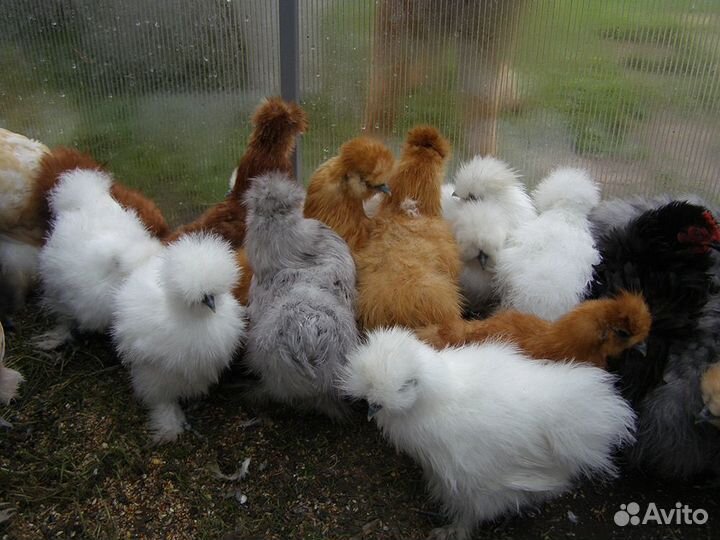 Цыплята китайской шелковой