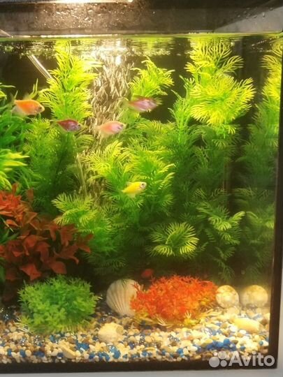 Растения для аквариума