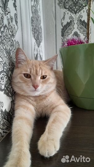 Случка кошки