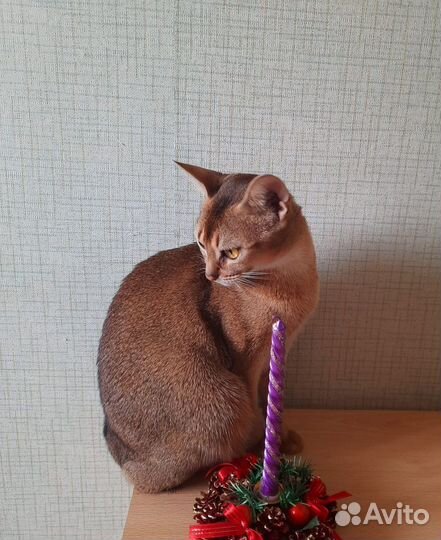 Абиссинская кошка ищет кота для случки