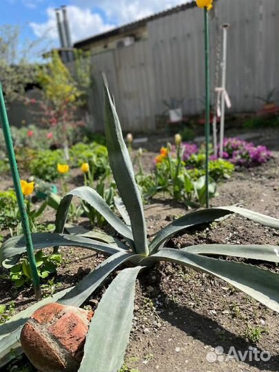 Красавицы Агавы огромные и маленькие